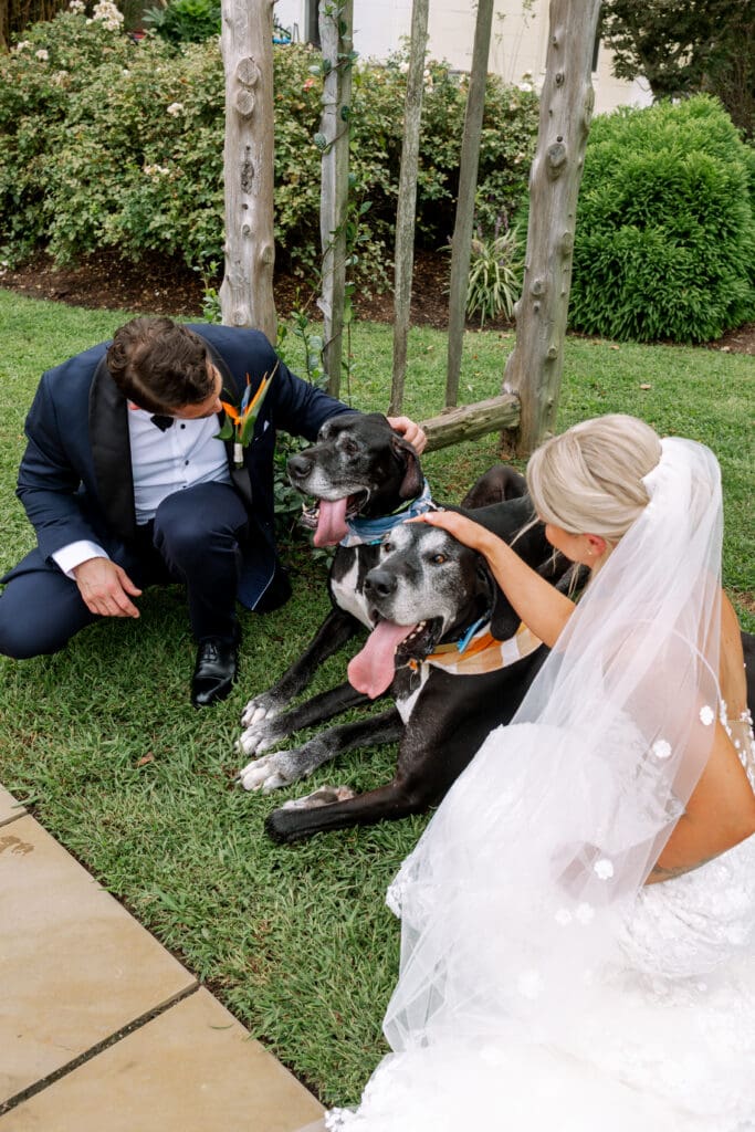 A bride and groom with two large black great danes. 