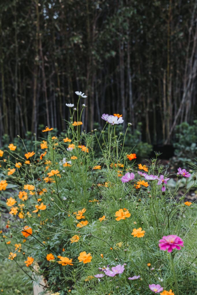 The flower garden at Esoteric in Virginia Beach